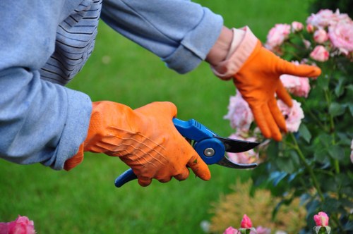 Arborist carrying out selective crown thinning on a mature tree