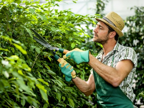 Commercial hedge trimming and tidy exterior maintenance in Gipsyhill