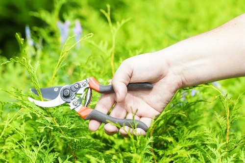 Professional hedge maintenance for a front garden in Gipsyhill