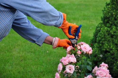 About Us Tree Surgeons Gipsyhill with professional tree care expertise